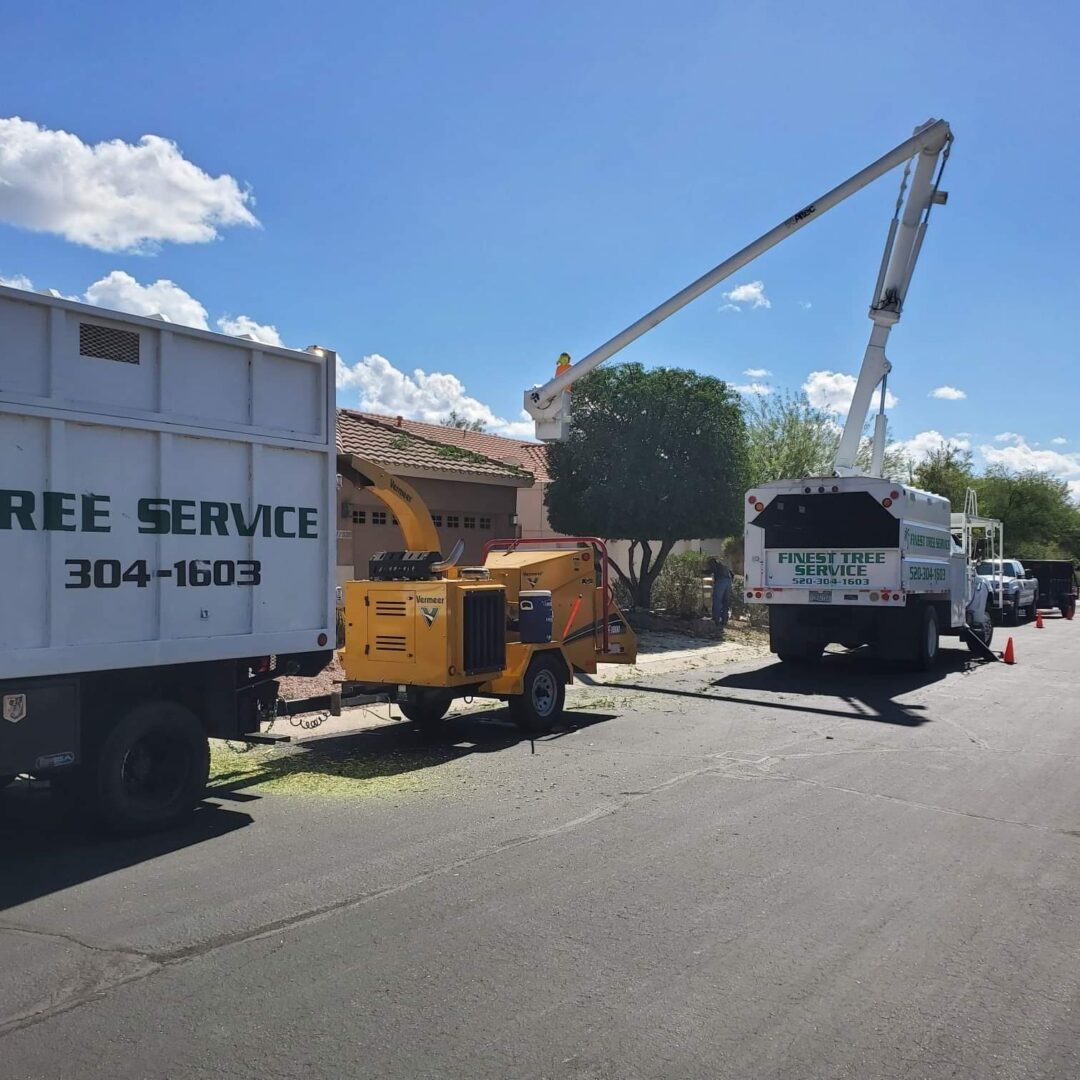 What Tree Service Should You Hire?