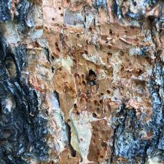 Pine Or Bark Beetles And How To Treat Your Trees