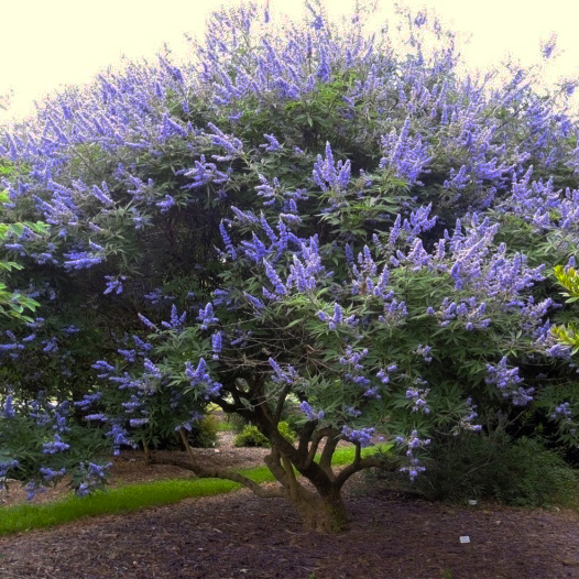The Vitex Tree, Spectacular Blooms And Heat Tolerant
