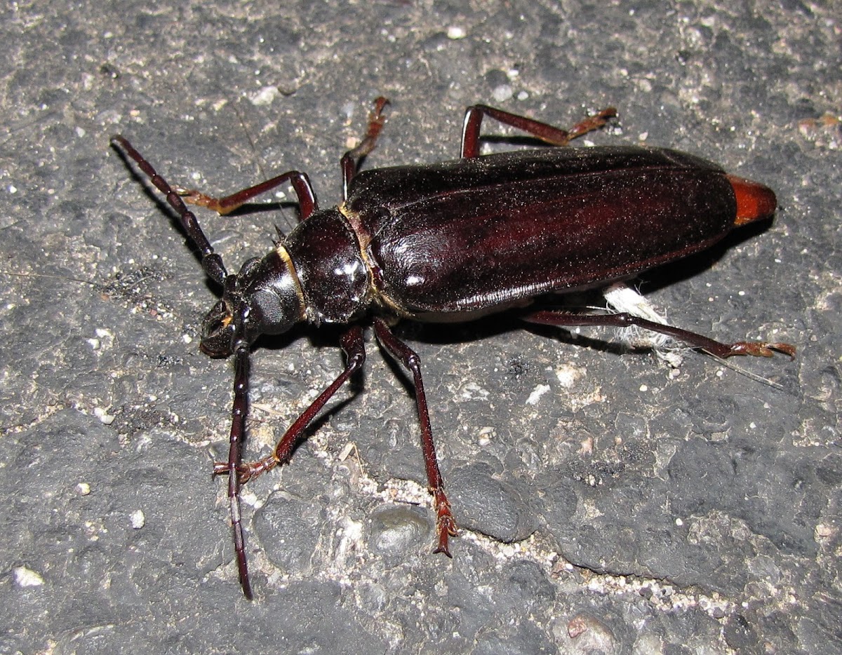 The Palo Verde Beetle