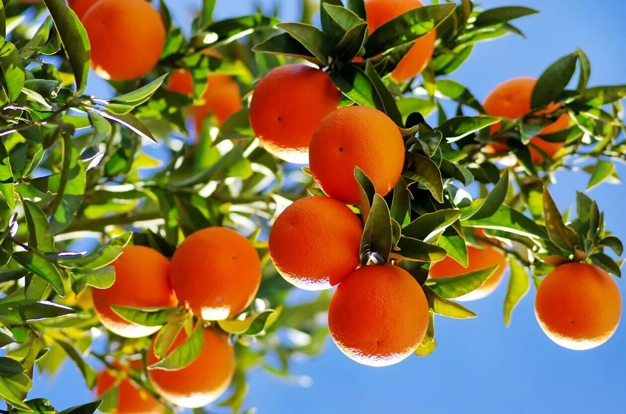 When Should You Fertilize Your Citrus Trees