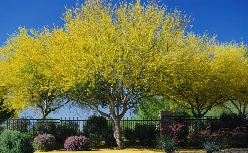 The 10 Fastest Growing Trees