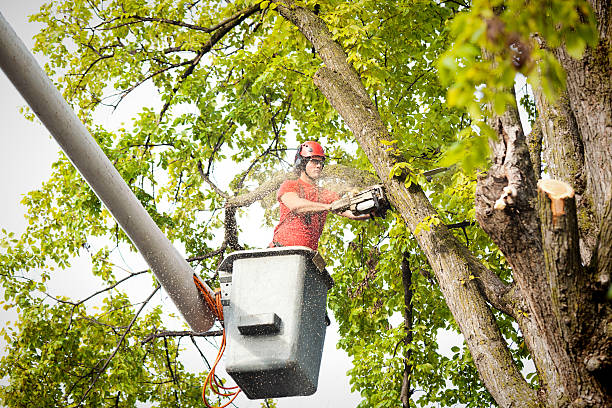 Tree Removal: Enhancing Safety & Property Value