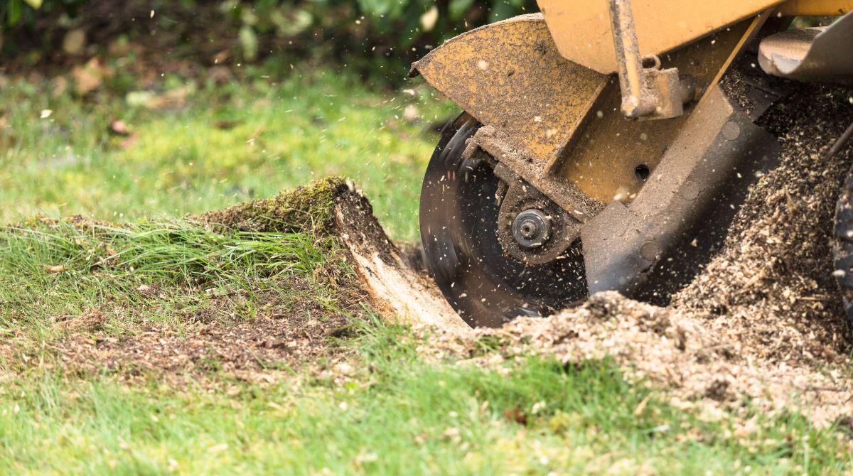 Say Goodbye to Unsightly Stumps: Tree Stump Removal Services by Finest Tree Service