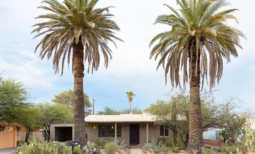 Trusted Tree Experts in Tucson: Why Locals Choose Finest Tree Service