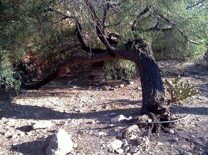 tree pruning